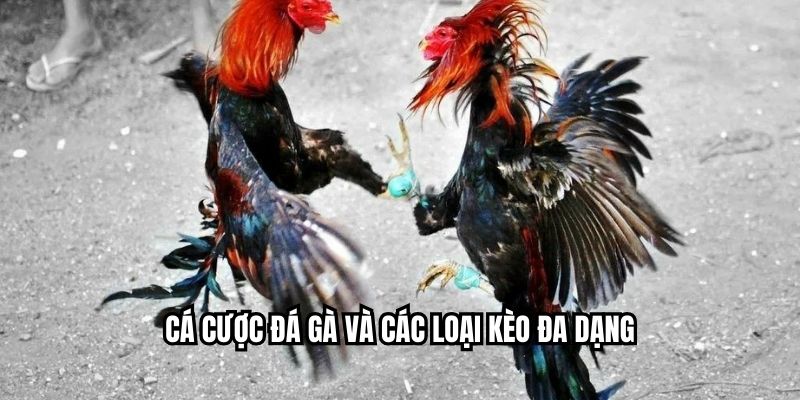 Cá Cược Đá Gà Chuẩn Nhất 2025 – Trực Tiếp Tại NEW88 Cá cược đá gà và các loại kèo đa dạng