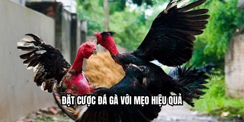 Đặt Cược Đá Gà - Quy Trình Chuẩn Xác Nhất Tại NEW88 Đặt cược đá gà với mẹo hiệu quả