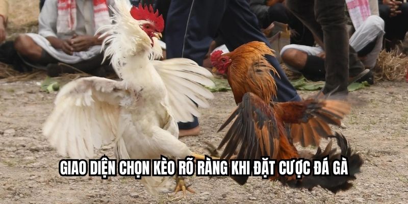 Đặt Cược Đá Gà - Quy Trình Chuẩn Xác Nhất Tại NEW88 Giao diện chọn kèo rõ ràng khi đặt cược đá gà