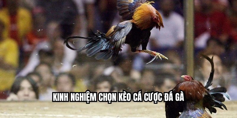 Cá Cược Đá Gà Chuẩn Nhất 2025 – Trực Tiếp Tại NEW88 Kinh nghiệm chọn kèo cá cược đá gà