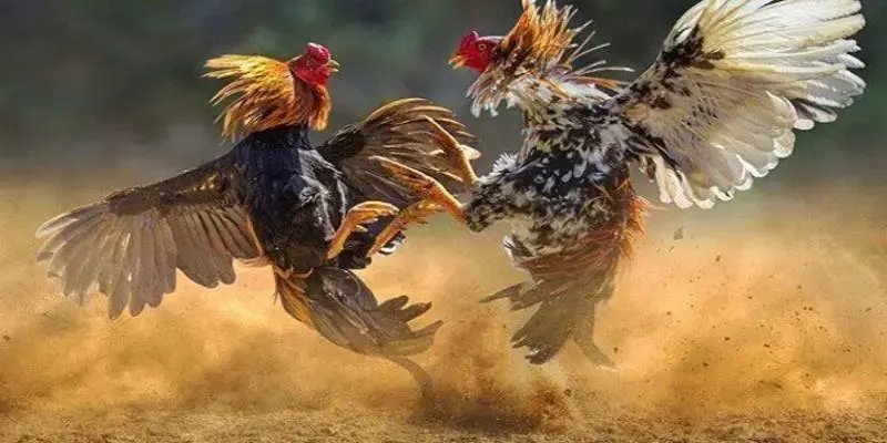 Quan sát trận đấu bình tĩnh và chọn trận phù hợp