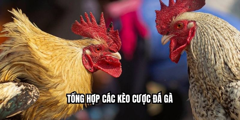 Đặt Cược Đá Gà - Quy Trình Chuẩn Xác Nhất Tại NEW88 Tổng hợp các kèo cược đá gà